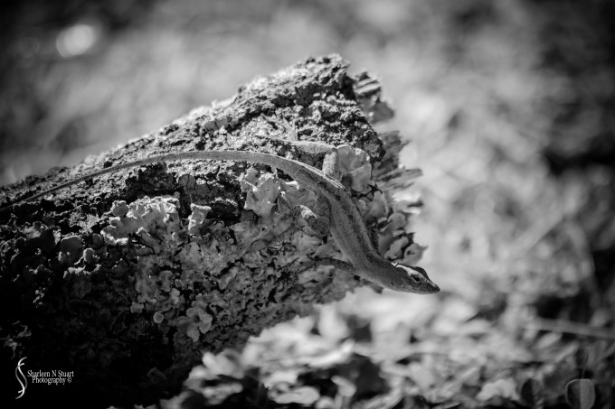 Lizard on a fallen branch