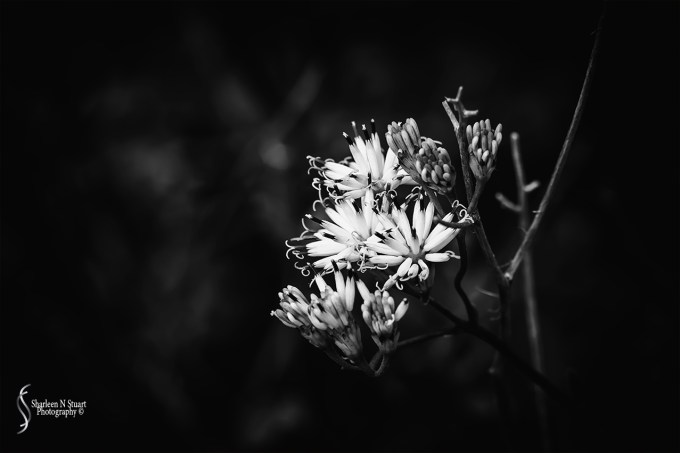 Johnathon Dickinson State Park: October 15, 2016 3858