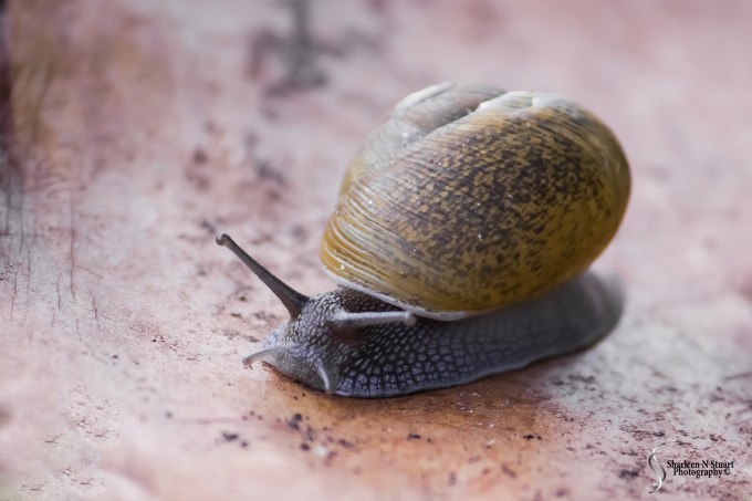 A apple snail that hatch in the garden