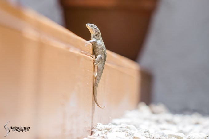My Curly Tail Lizard caught climbing up onto the deck