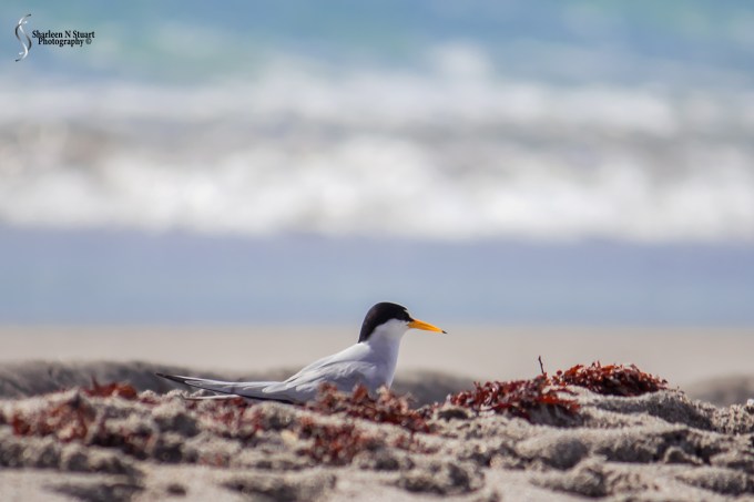 A Tern in amongst the texures of the beach.