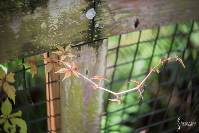 The subtle effects of the Lensbaby twist optic