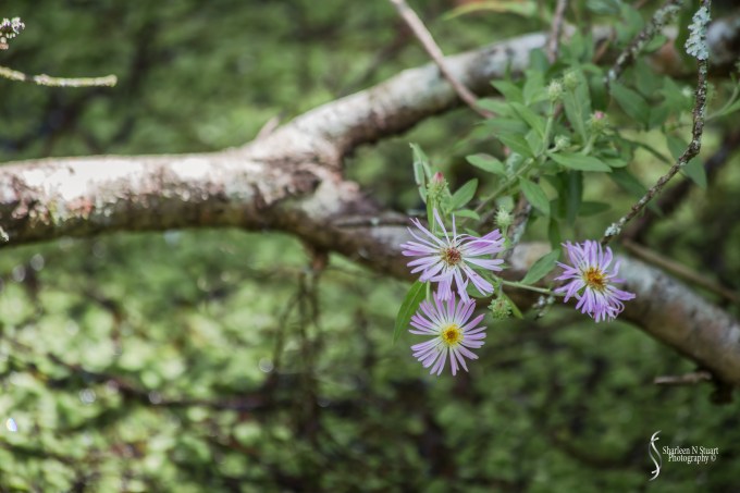 In the midst of a swampy area were these 3 beautiful flowers
