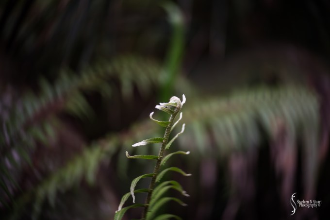 This little fern felt like a mighty warrior to me.