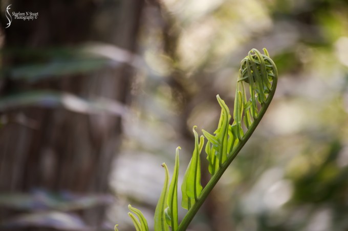 Fern Leaf