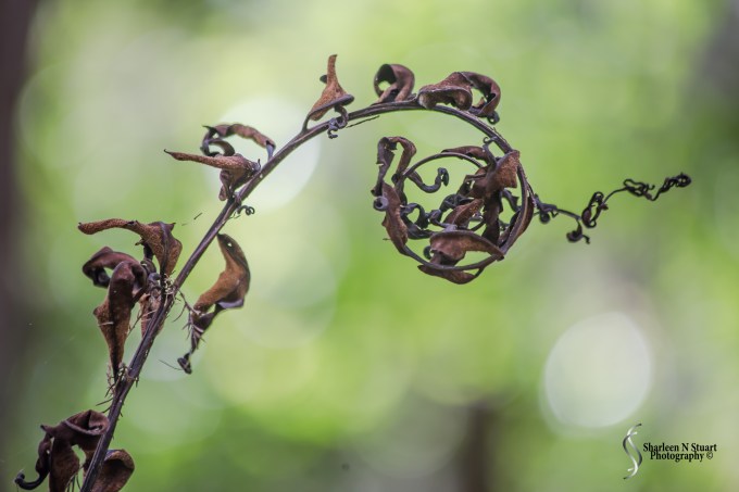 Dead fern leaf