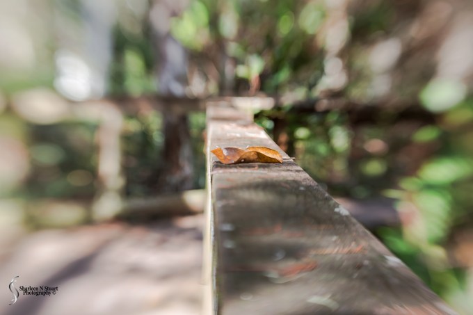 Leaf - using the Lensbaby twist