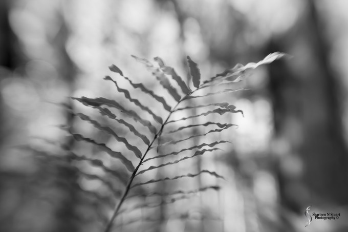 Fern Leaf