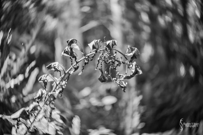 Fern Leaf with the Lensbaby twist