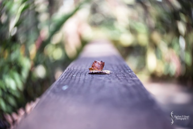 A.R.M Loxahatchee National Park: November 4, 2016 4161