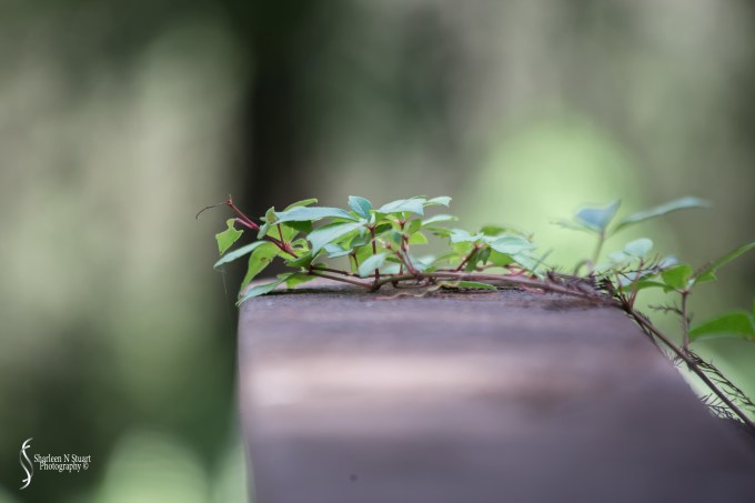 Climbing Leaf