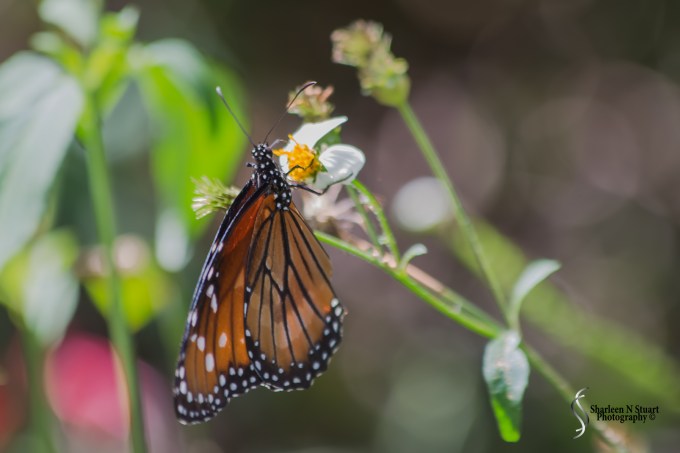 Butterfly on white plant