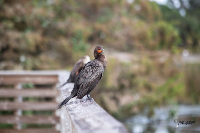 While walking along the boardwalk I came across these two Cormorants. Cormorants in the wetlands seem to be used to people, and will hang out on the boardwalk allowing you to get pretty close to them. Of course, you always get the person who thinks it is fun to touch and intimadate them, but overall people are very respectful of their space.