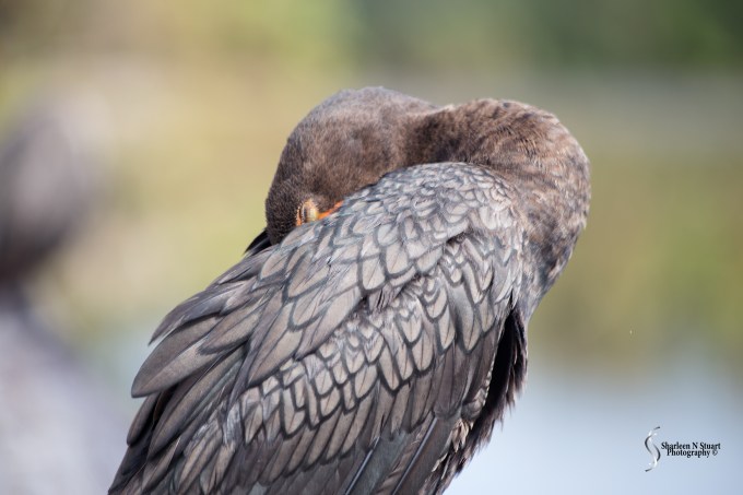Clearly bored with me this Cormorant decided it was going to snooze, so I moved on between the two and photographed it's buddy. A lady walked passed and she said to me there is a Cormorant behind you. My answer "Yes I know but it is sleeping"