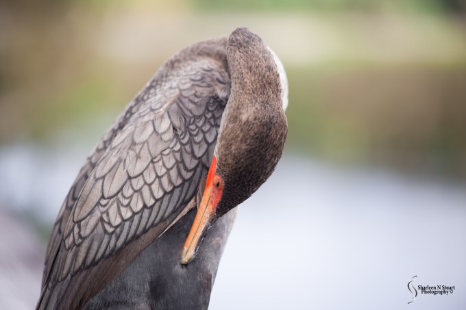 This Cormorant was busy grooming itself when I moved between the two. It continued almost oblivious of me once it gave me the sideways look.