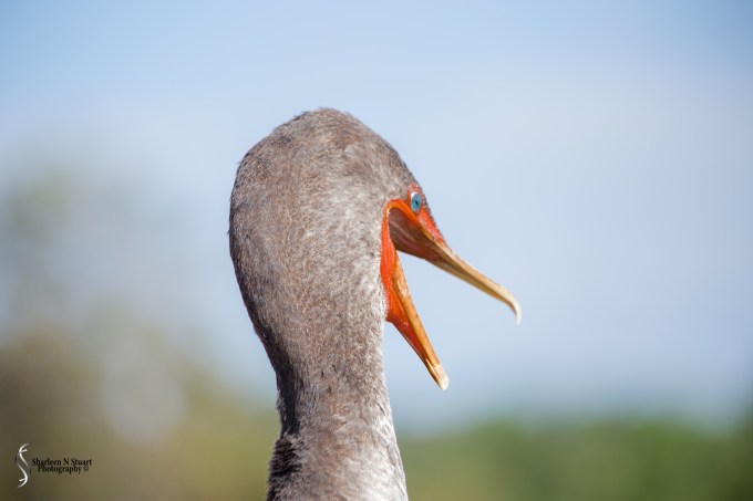 Two women walked up and stopped and decided to take a photo of it, and then decided it would be really neat to touch the bird, and proceeded to pull on it's tail feathers. It was not happy and started to move away. Of course, they followed. I finally asked them to please stop harrassing the bird.