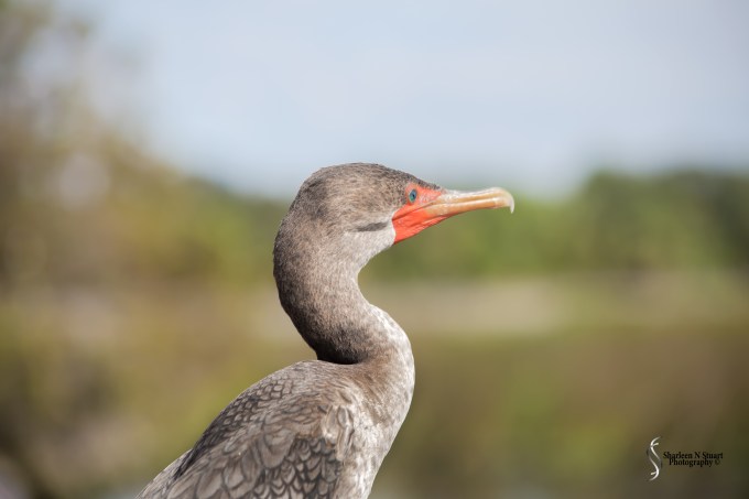 Clearly the Cormorant was not happy and so I decided to head on a bit further to see if I could see the Screech Owl. I did not, so I turned back and walked back towards the Cormorant.