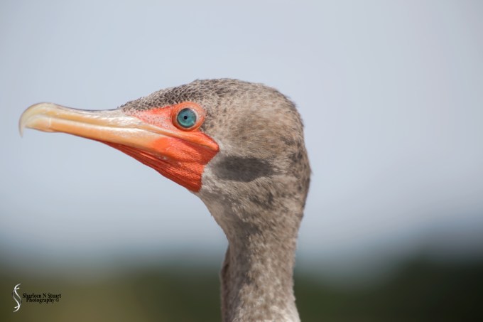 One of the most beautiful things about the Cormorant is its stunning turquoise eyes
