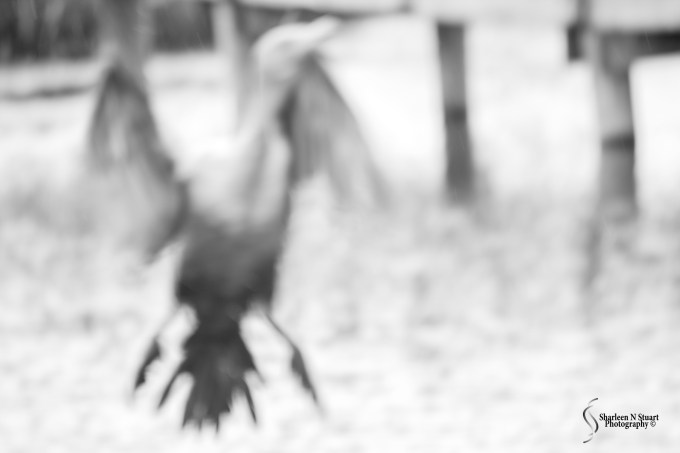 I totally missed this shot. I was so busy watching buddy number 1 that I did not realize that buddy number 2 was lifting out of the water.