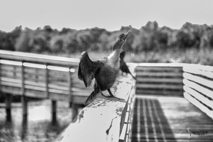 I was definitely not ready for this image either but I love all the water drops coming off the wings so I decided to share it.