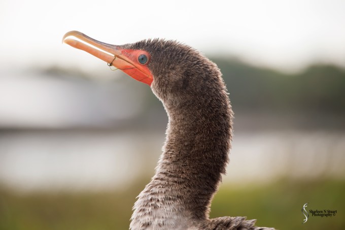 The hazards of fishing - weeds stuck in your bill.