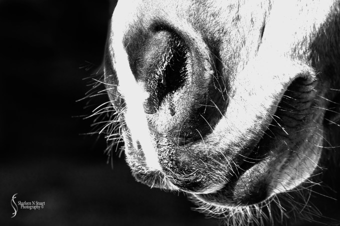 Horses nose and mouth - kind of hairy sort of guy