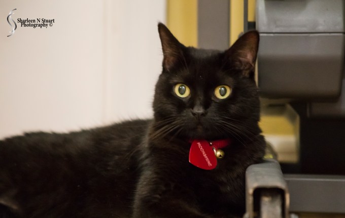 Moonshine:  Dec 22, 2015 2386