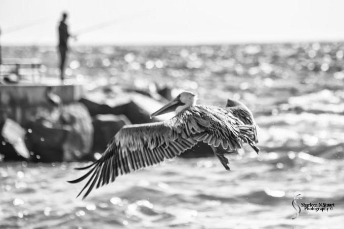 Dubois Park: Jupiter: December 3, 2016 4710