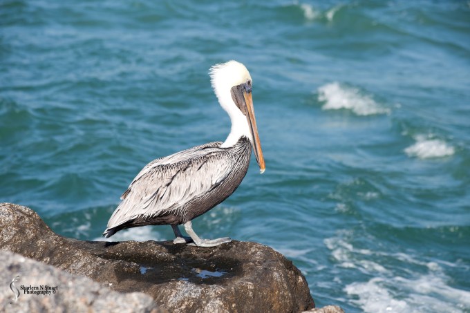Dubois Park: Jupiter: December 3, 2016