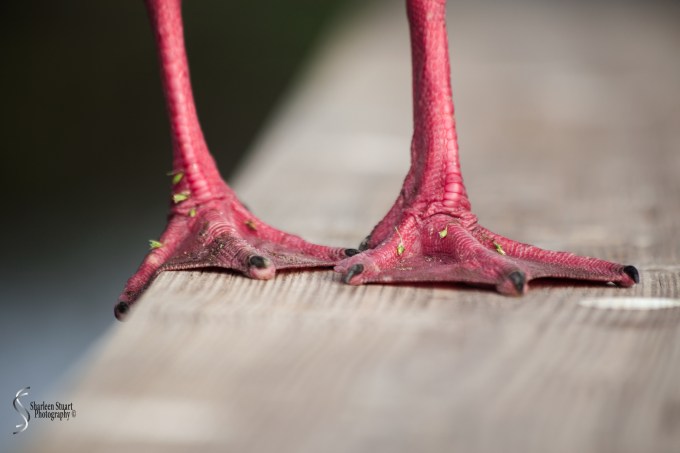 The feet of an Egyptian Goose