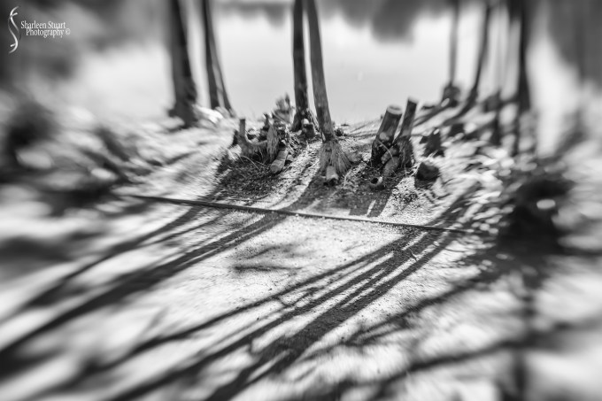 A walk in the Japanese Gardens