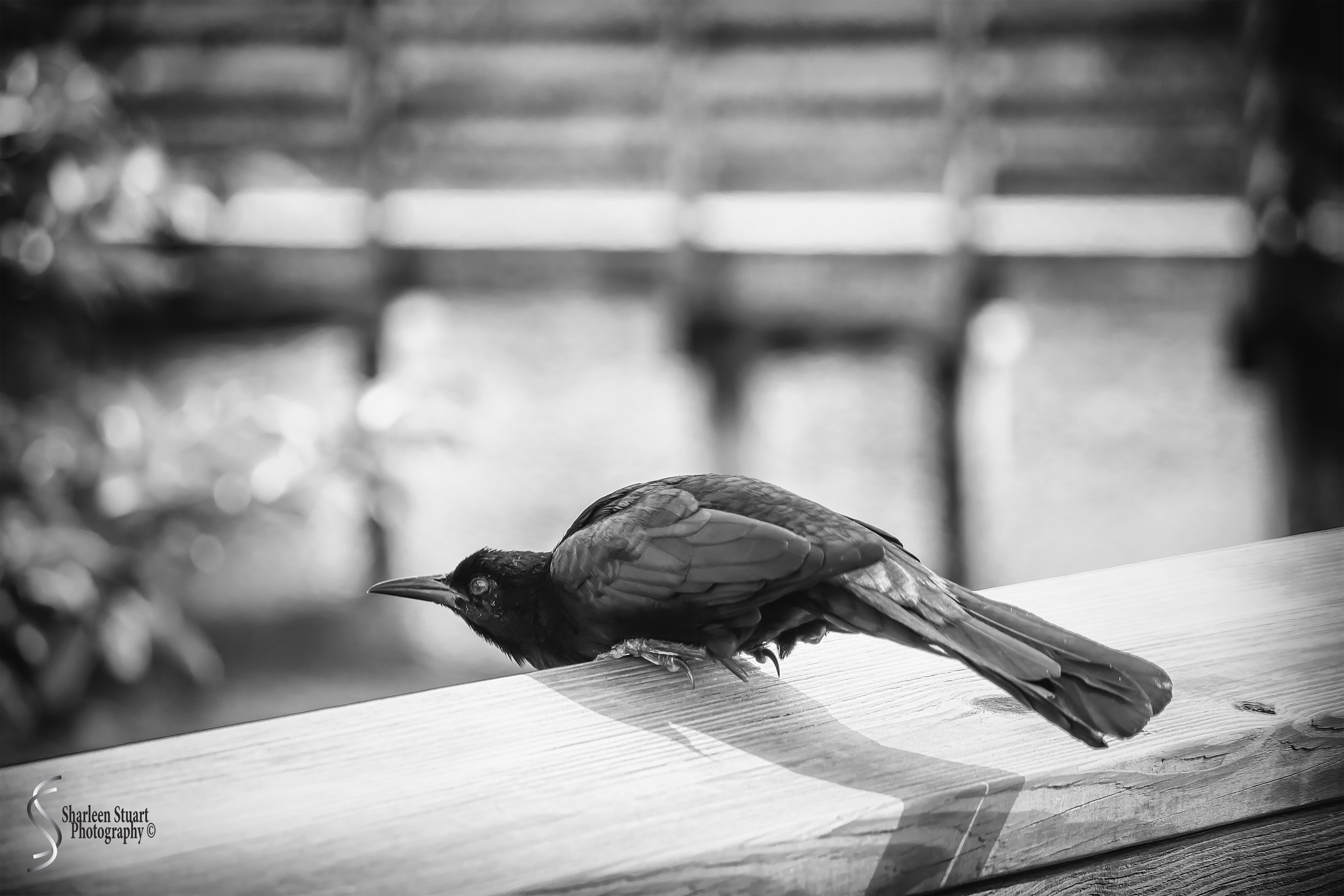 Shadows of a Boat Tailed Grackle