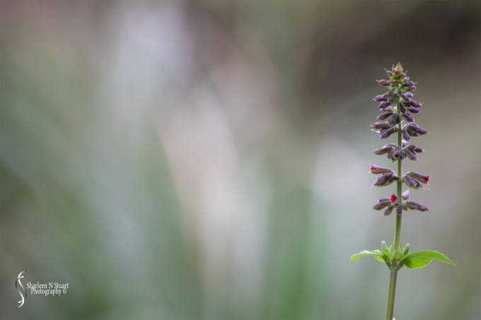 Green Cay Wetlands: January 7, 2017: 5906