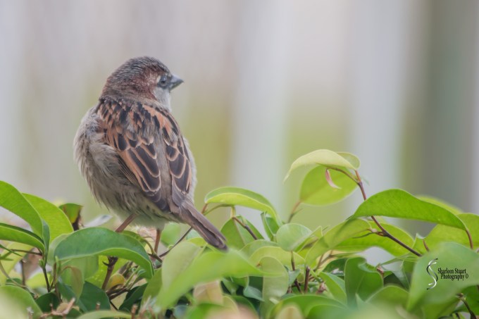 Birds: January 26, 2017: 7132