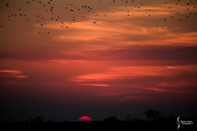 A.R.M Loxahatchee National Park: January 26, 2017: 7247