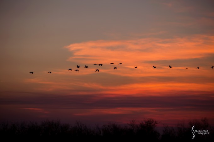 A.R.M Loxahatchee National Park: January 26, 2017: 7304