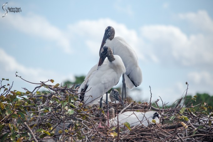 It's mating season at the Wetlands and the Woodstorks once again have taken over the Great Blue Heron rookery.