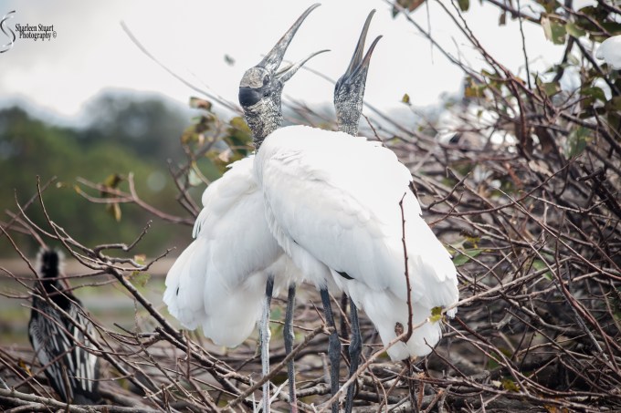 Wakadohatchee Wetlands: February 2, 2017: 7435