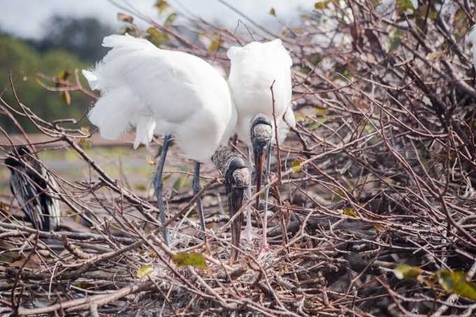 Woodstork tidying up the nest