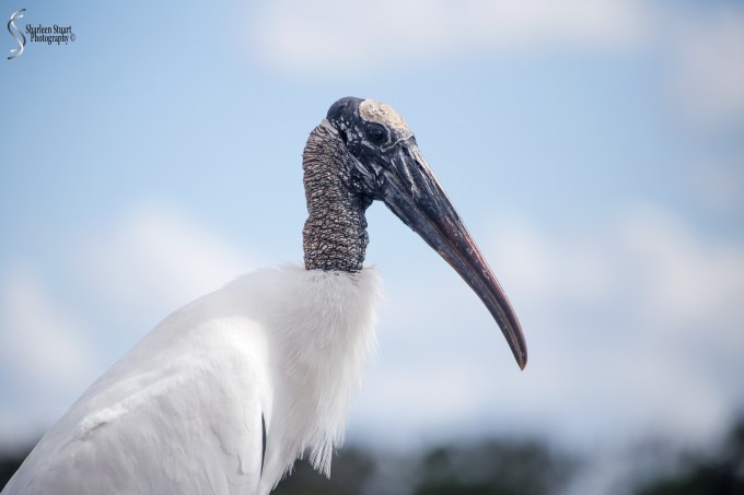 Woodstork