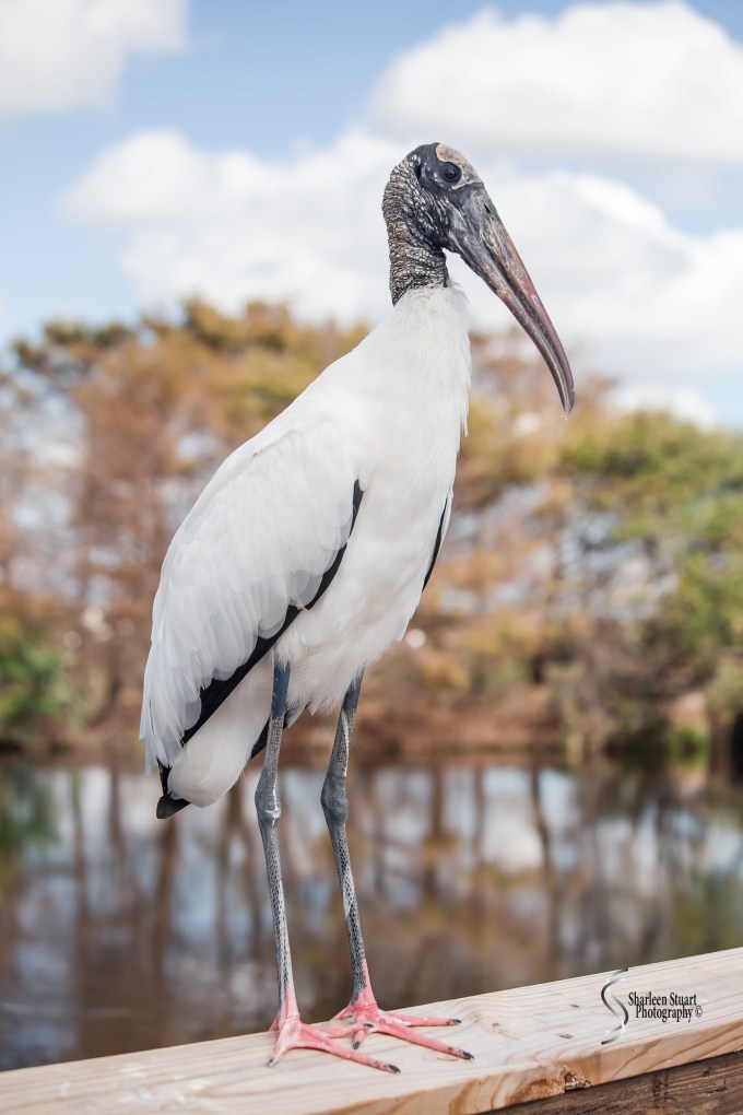 Woodstork