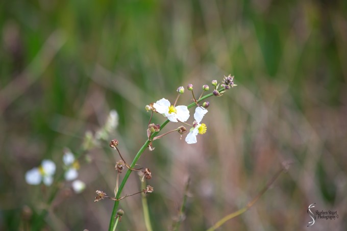 Wakadohatchee Wetlands: February 2, 2017: 7528