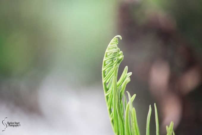 Wakadohatchee Wetlands: February 2, 2017: 7562