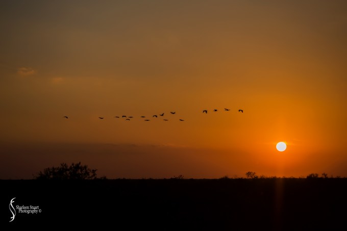A.R.M Loxahatchee National Park: February 9, 2017: 7859