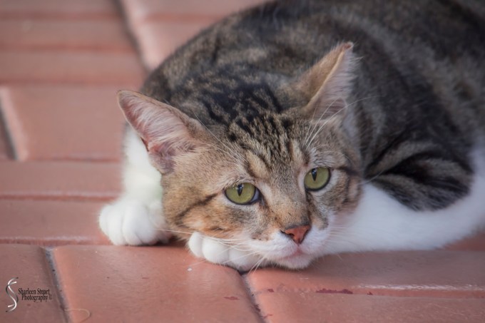 Who me, I'm innocent! Mr Cool Cat aka Simba, turned into a demonic monster at when Cameron and Kathryn came over with their dog. I have never seen a cat go balistic like that before. Clearly he has been traumatized by a dog at some point in his life.