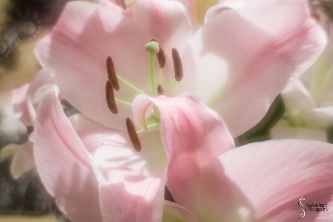 Lily: March 13, 2017: