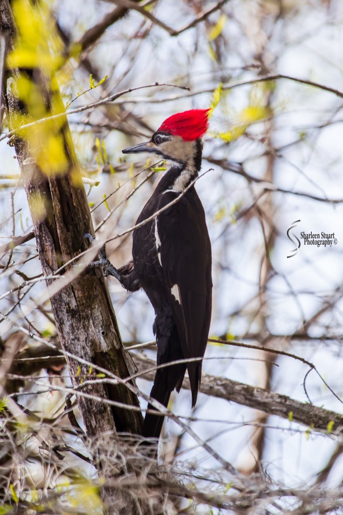 ARM Loxahatchee National Park: April 21, 2017: 2480
