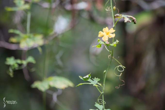 ARM Loxahatchee National Park: April 21, 2017: 2495