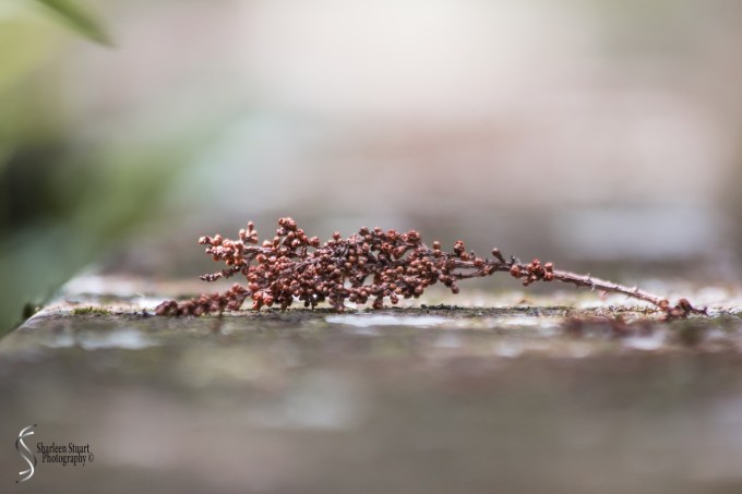 ARM Loxahatchee National Park: April 21, 2017: 2497