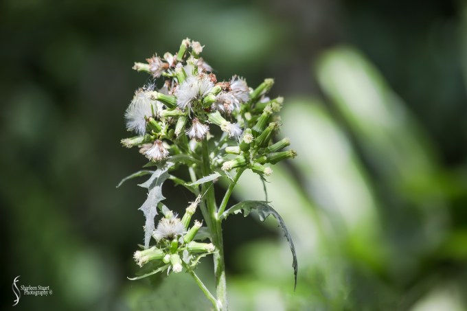 ARM Loxahatchee National Park: April 21, 2017: 2514